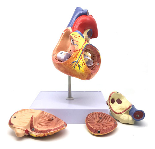 Xindam Modelo Anatmico De Corazn Humano Ampliado, Modelo Ana