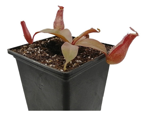 Planta  Carnívora Nepenthes Bloody Mary  El Rey