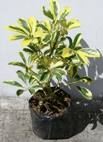 Plantas Chiflera 