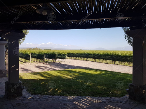 Finca De 23 Has En Venta En Mendoza - Viñedo Premium De Altura