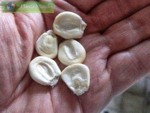 Sementes De Milho Branco Gigante Cuzco Ou Peruano