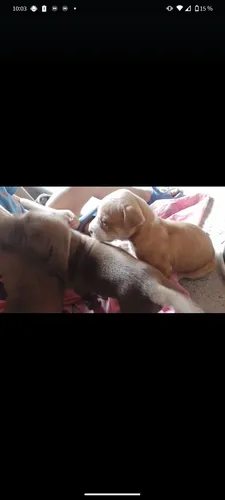 Pitbull