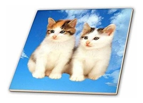 3drose Ct_4335_6 Azulejo De Vidrio Two Kittens, 6 Pulgadas