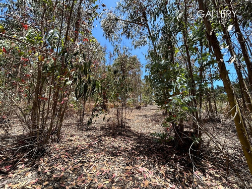 Soleado Terreno En Aguas Claras, Hijuela El Parque Cachagua