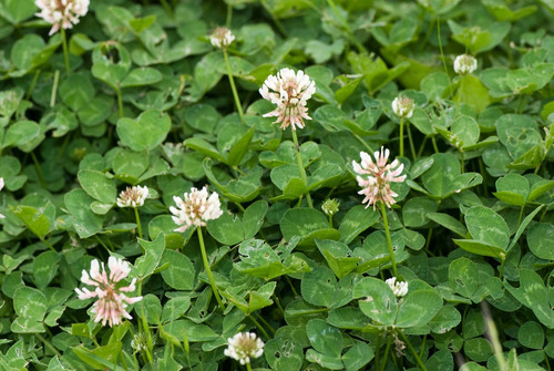 100 Grs Semillas De Trebol Blanco - Trifolium Repens C 90