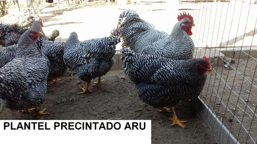 Plantel Gallinas Plymouth Rock Aru, Venta O Permuta