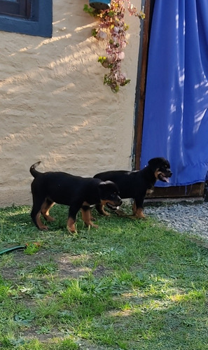 Imagen 2 de 9 de Cachorros Rottweiler Con Pedigree Kcu