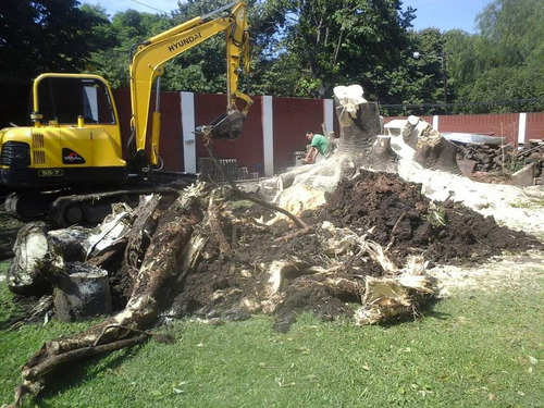 Podas De Arboles Altura Desmontes Talas Extracción De Raíces