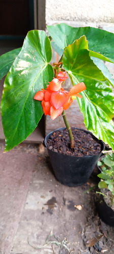 Begoña Ala De Angel. Flor Anaranjada