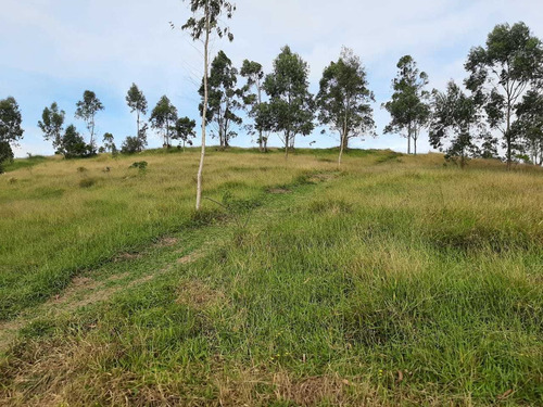 Imagem 10 de 13 de Lotes Com Excelente Topografia De 1000² Em São Roque