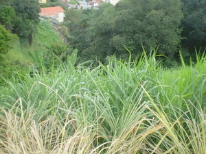 Excelente Lote - Ouro Preto - 336