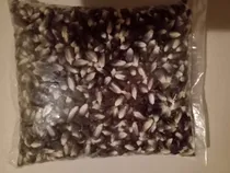Comprar Bulto 25 Kilos Semilla Maíz Azul Criollo Mexicano Sembrar 
