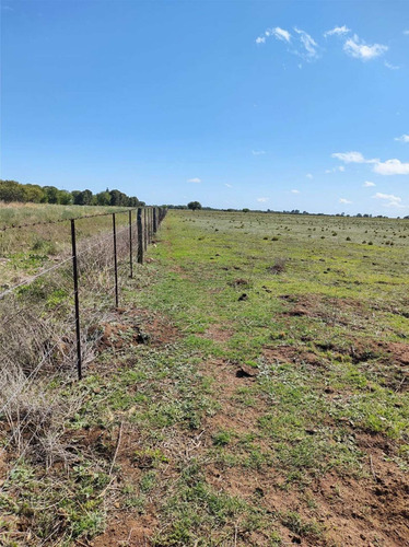Imagen 11 de 19 de Campo De 95 Has En Ataliva Roca -la Pampa