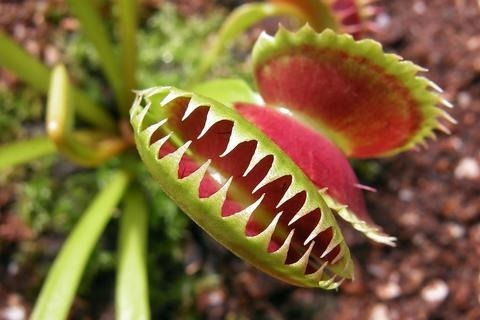 10 Sementes Planta Carnivora Venus Flytrap Dionaea Muscipula