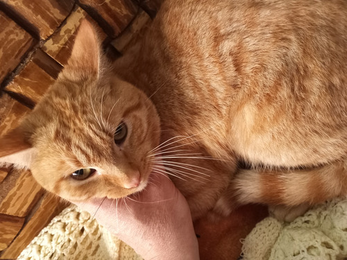 Gatito Macho Anaranjado Garfield