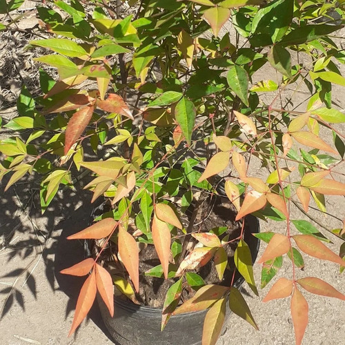 Imagen 3 de 3 de Nandina Domestica, Bambú Sagrado, Bambú Divino 10lts