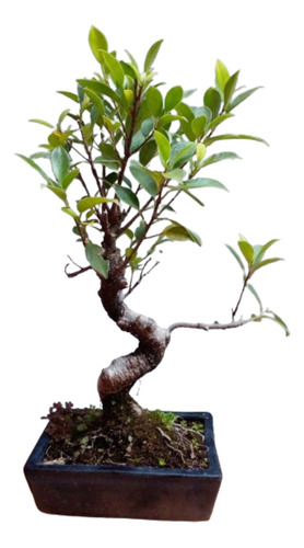 Bonsai Ficus 