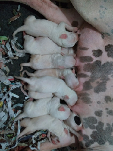 Filhotes De Dogo Argentino Com Pedigree