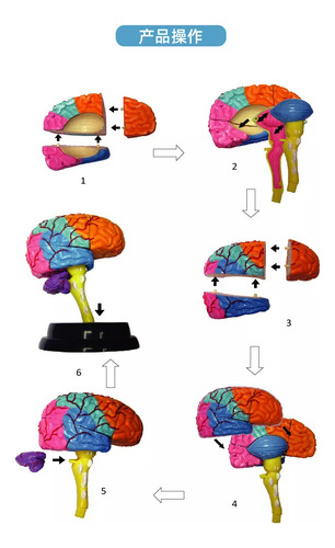 Modelagem Funcional De Ferramentas De Anatomia Cerebral C