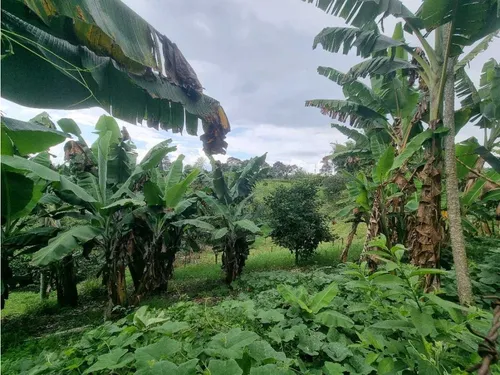Finca Para La Venta Entre Quimbaya Y Filandia Con Excelenteubicación