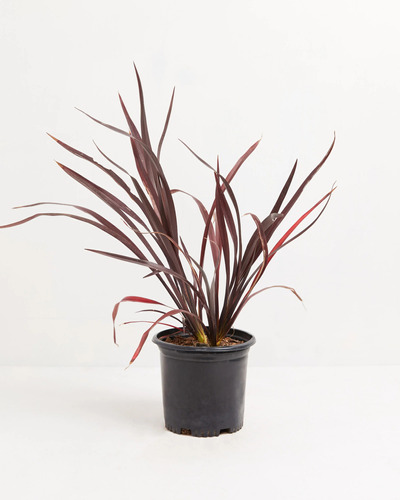 Phormium Tenax  Bronze Baby   (formio Enano Bronceado)