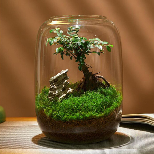Terrario De Plantas De Vidrio Transparente Jarrón -
