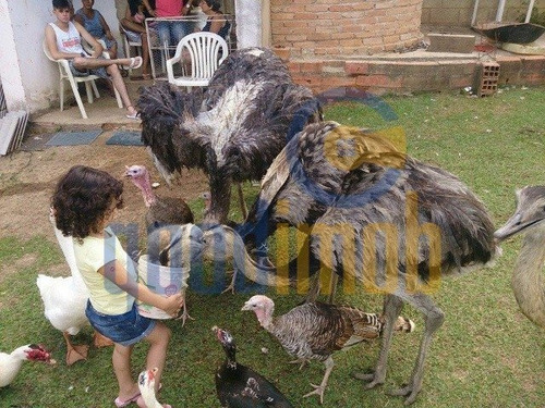 Imagem 9 de 15 de Casarão Residencial/ Comercial, Venda, Estrada Do Ipatinga/ Sorocaba - Ch0003