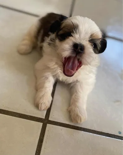 Filhote De Shihtzu