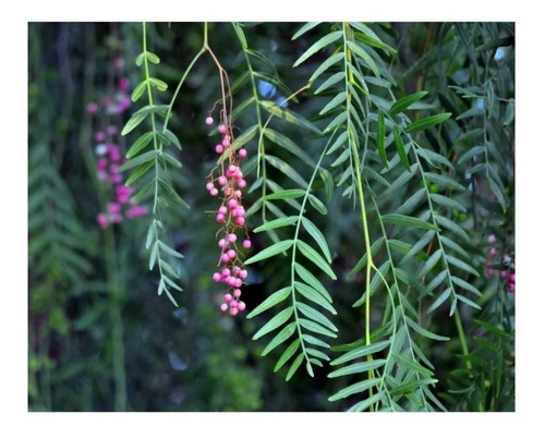 Muda De Aroeira Salsa (schinus Molle) 6 Unidades De 10a30cm