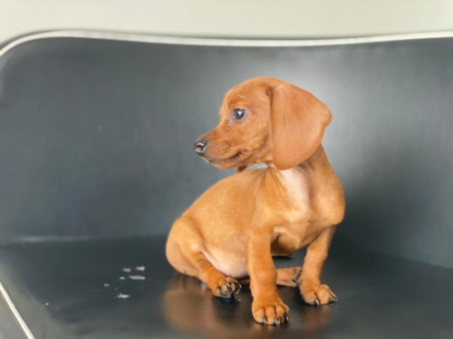 Espectaculares Cachorros Teckel Salchicha Mascotas Rionegro