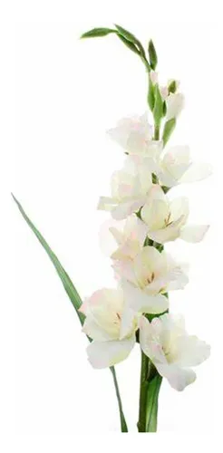 comprar 4 Bulbos D Gladiolus - Gladiolas Gladiolos X Color A Escoger
