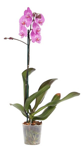Orquídea Zapatilla De Dama