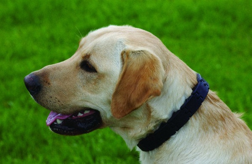 Coleira preta Starmark Starmark para animais de estimação
