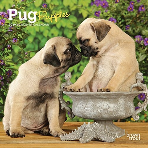 Pug Puppies 2019 7 X 7 Inch Monthly Mini Wall Calendar, Anim