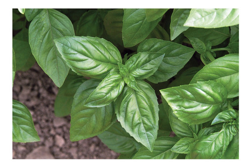 Semillas De Albahaca Genovés Genovesa Beltrame 2 Grs Huerto