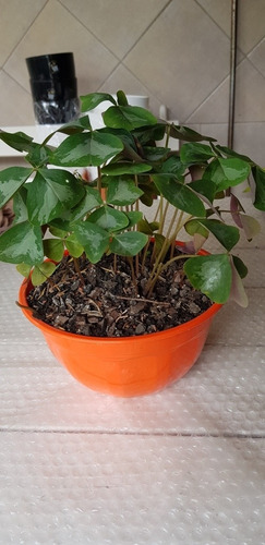Oxalis -flor De Oca-