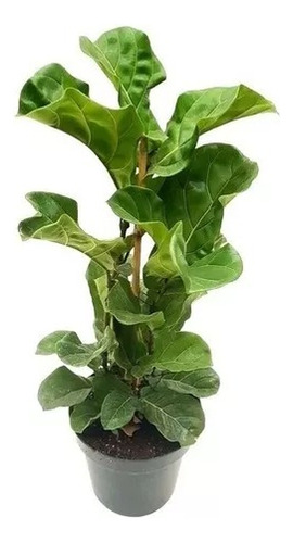 Ficus Lira, Árbol Lira, Pandurata 5lts