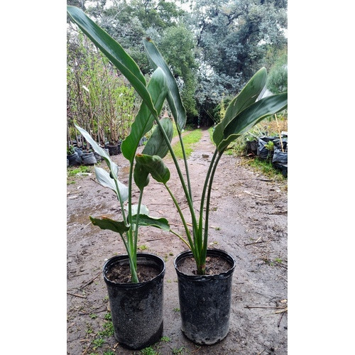 Strelitzia Nicolai Grande