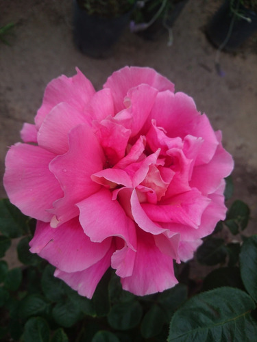 Rosa, Rosales, Regalo San Valentin, Dia De Los Enamorados