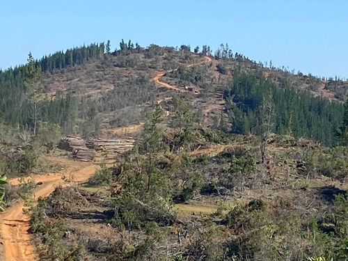 Bosque Con Manejo Cauquenes Inversión (177195)
