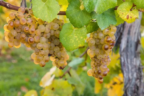 Uva Sauvignon Blanc