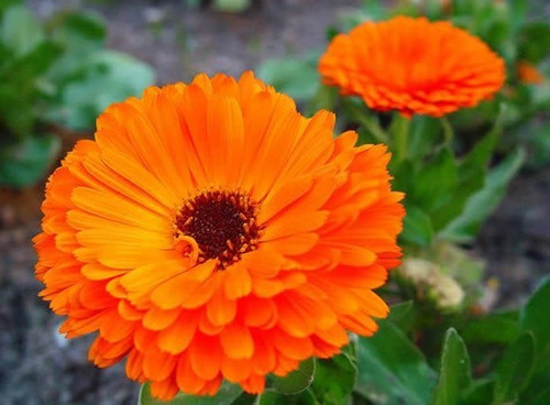 50 Semillas De Flor De Mercadela (calendula)