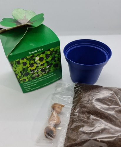 Souvenir Growkit Trebol De La Suerte Oxalis En Caja Regalo