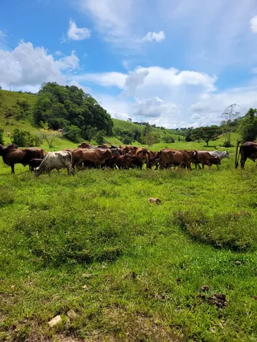 Se Vende Finca Ganadera En Doradal