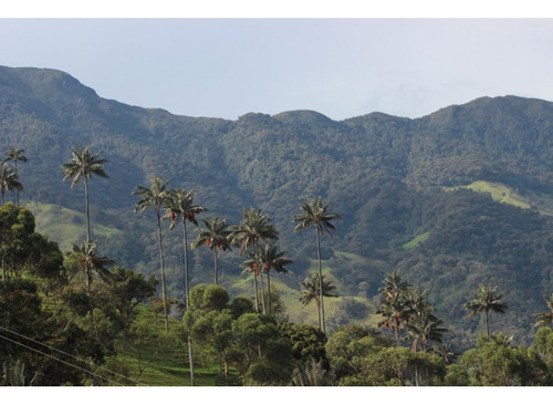 Se Vende Finca Para Proyectos De Reforestacion Y Turismo Ecológico