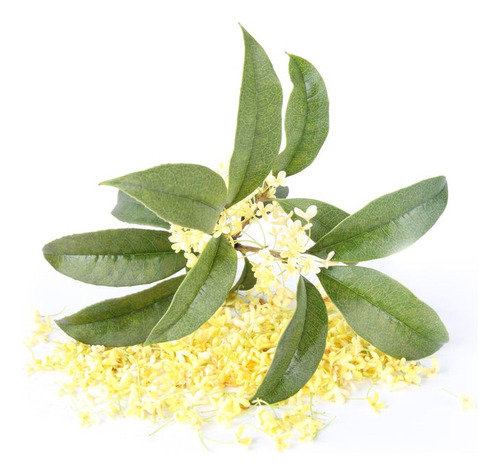 Osmanthus Fragans (olea Francesa) 10lts