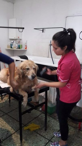 Imagen 6 de 6 de Curso Peluqueria Canina Zona Sur Lanus Lomas Avellaneda
