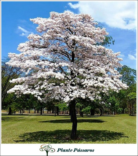 Kit 300 Sementes De Ipê + Jacarandá + Flamboyant P/ Mudas