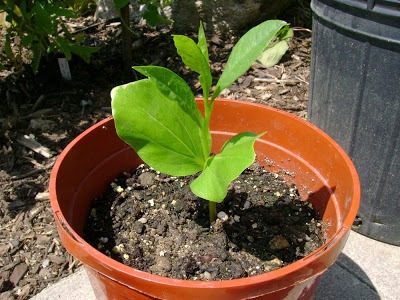 Imagem 5 de 9 de Baoba Adansonia Digitata - Sementes Para Mudas Ou Bonsai