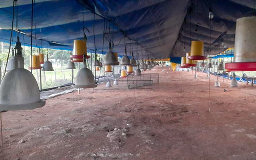 Imagen 7 de 13 de Finca En Recta Ayari Para La Cria De Pollos
